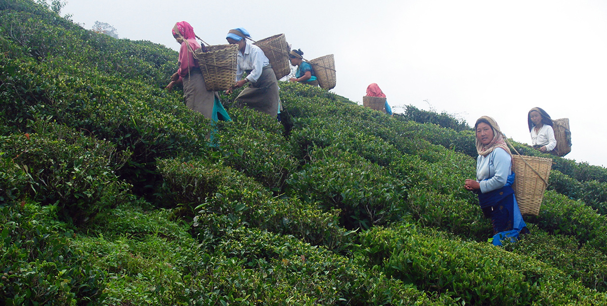 Dammann Frères cueillette du thé Darjeeling en Inde