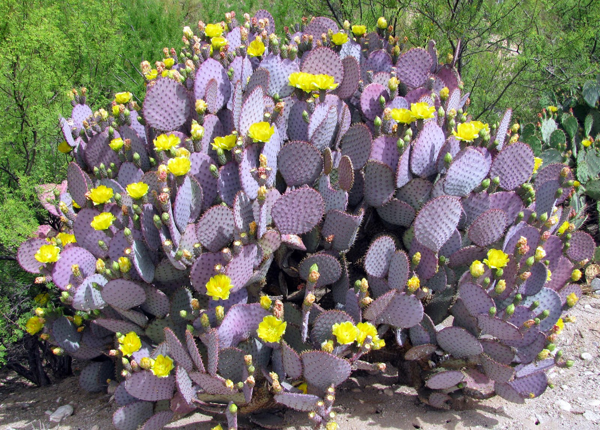 Desert Botanical Garden purple cacti