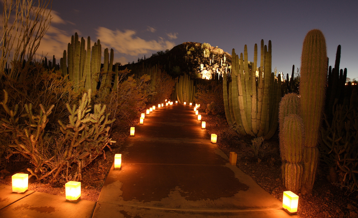 Desert Botanical Garden by night