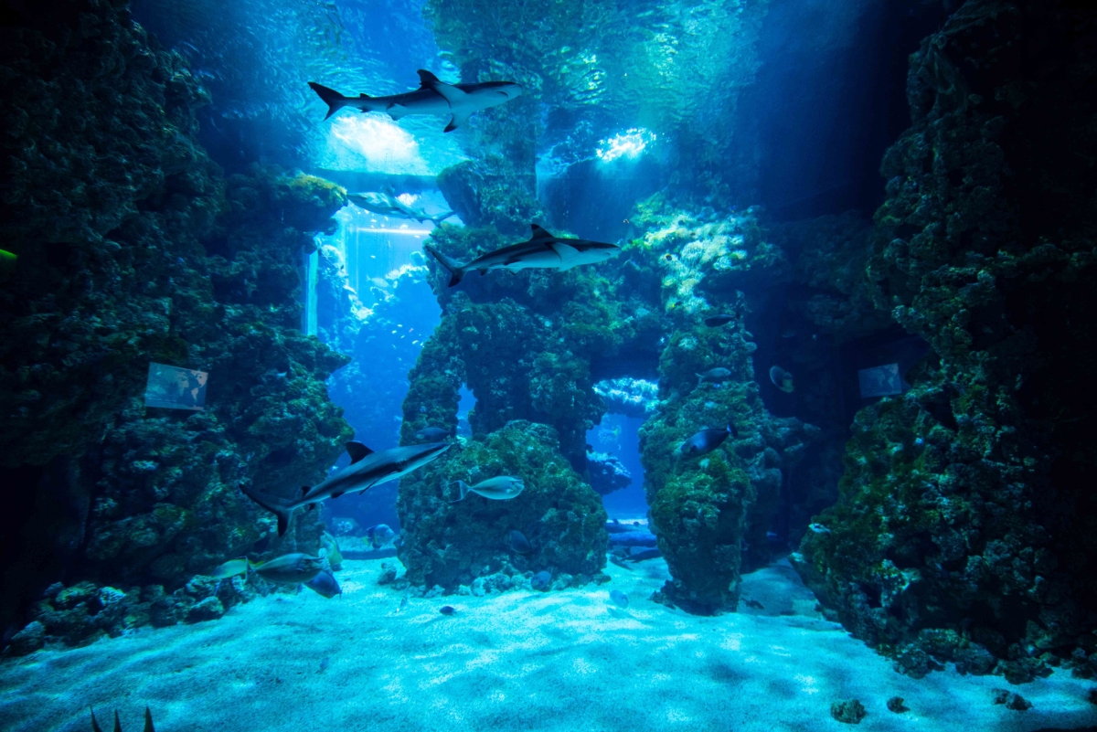 Musée océanographique de Monaco lagon aux requins