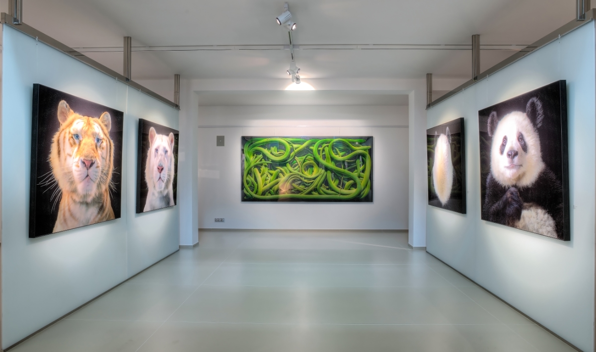 Opiom Gallery tableaux d'animaux