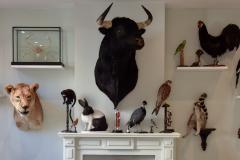 L'univers naturaliste d'Anne Orlowska, à Ixelles, en Belgique