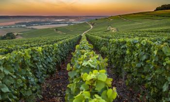 La biodynamie est un type d’agriculture reposant sur le respect de l’environnement. © Seyesphotography – Getty Images