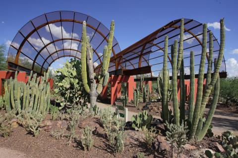 Passion cactus, dans le Desert Botanical Garden de Phœnix, en Arizona