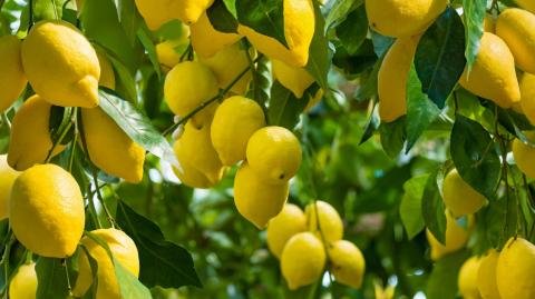 Menton citronniers