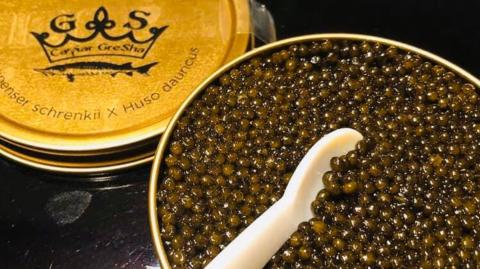 Caviar Gresha Beluga Dauricus