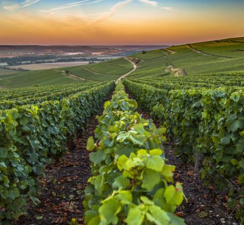 La biodynamie est un type d’agriculture reposant sur le respect de l’environnement. © Seyesphotography – Getty Images